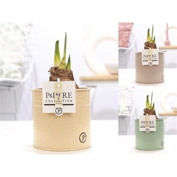 <h4>Hippeastrum white in P&PURE zinc pot Louise 4 mix</h4>