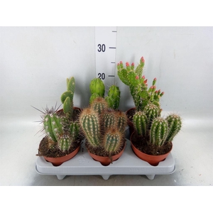 Cactus   ...mix