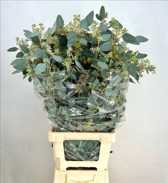 <h4>Euc. Populus Grain Extra Supra</h4>