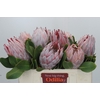 Protea Cynaroides