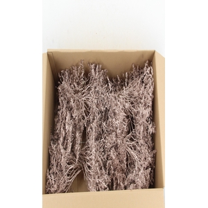 DF Gonio Tataricum Bs Platinum 30cm