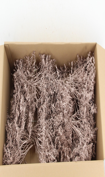 <h4>DF Gonio Tataricum Bs Platinum 30cm</h4>