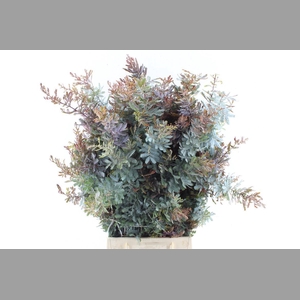 Acacia Gr Baileyana