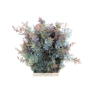 Acacia Gr Baileyana