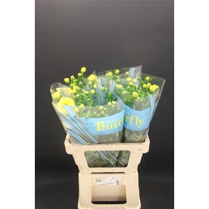 Ran Butterfly Phytalos 60cm