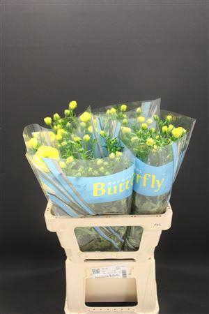 <h4>Ran Butterfly Phytalos 60cm</h4>