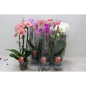 PHAL EL CASCADE
