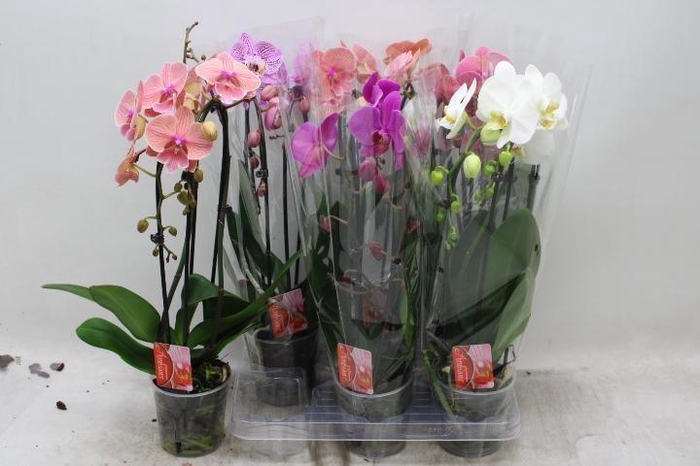 <h4>PHAL EL CASCADE</h4>