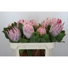 Protea Cynaroides