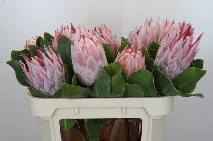 Protea Cynaroides