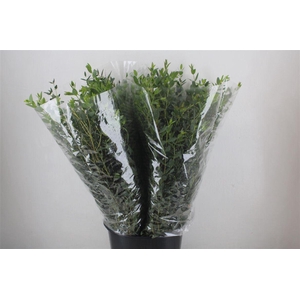 Euca Parvifolia 200gr P Bunch