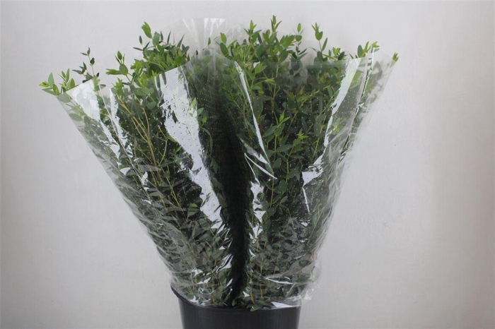 <h4>Euca Parvifolia 200gr P Bunch</h4>