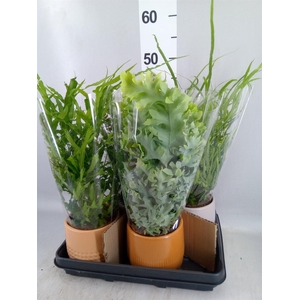 Ferns   ...mix