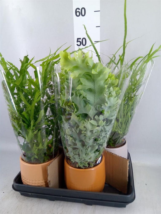 <h4>Ferns   ...mix</h4>