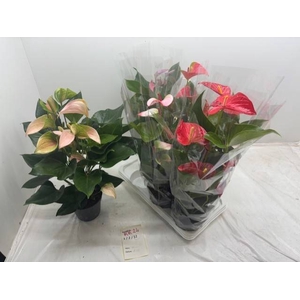 ANTHURIUM MIX P17