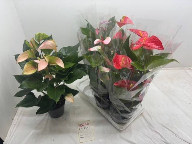 <h4>ANTHURIUM MIX P17</h4>