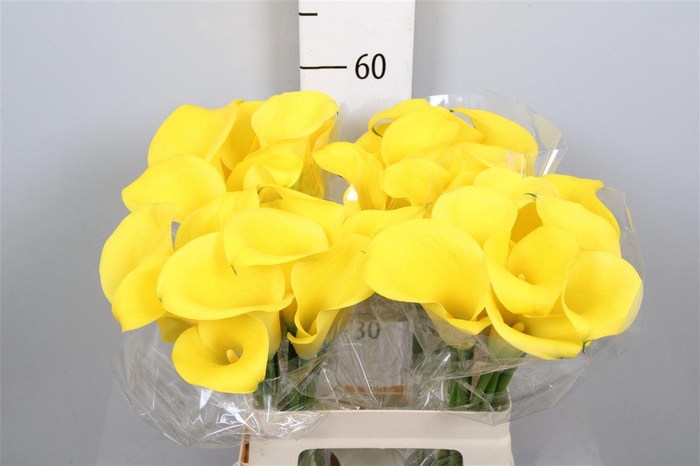 <h4>Calla Sunya | Heavy Quality</h4>