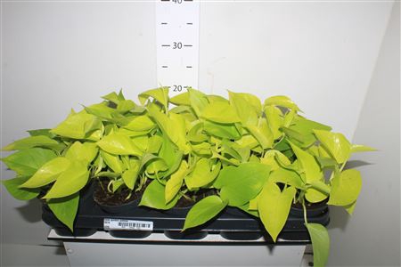 <h4>Epipr Golden Pothos</h4>