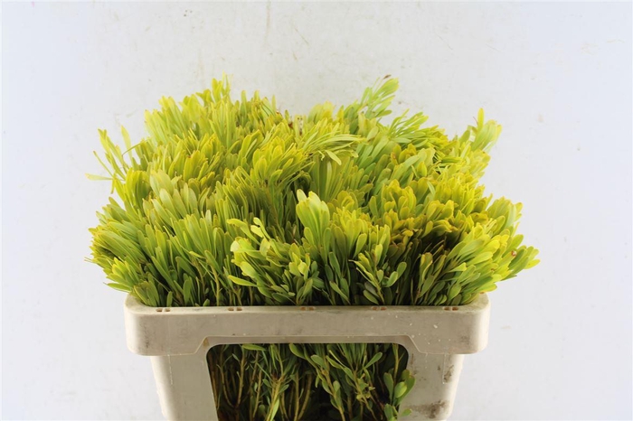 <h4>Leucad Platyspermum</h4>