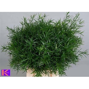Asparagus Falcatus