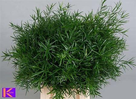 <h4>Asparagus Falcatus</h4>