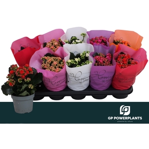 KAL GE PERF GEM 5 KL