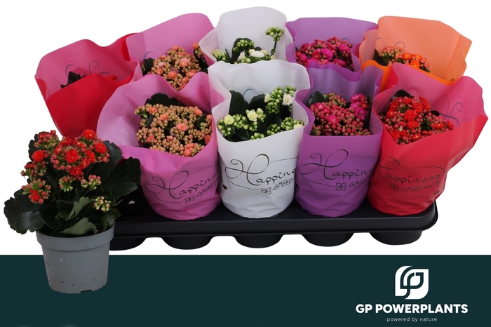 <h4>KAL GE PERF GEM 5 KL</h4>