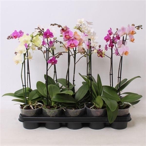 PHAL MF GEM 4 KL