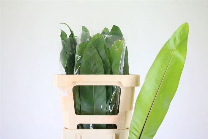<h4>Asplenium Nidus</h4>