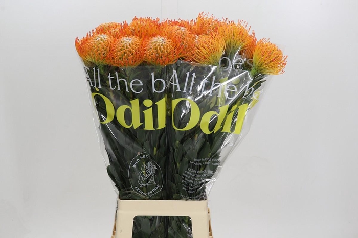 <h4>Nutans Ayoba Sun</h4>