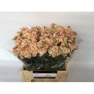 MATTH IMPALA APRICOT