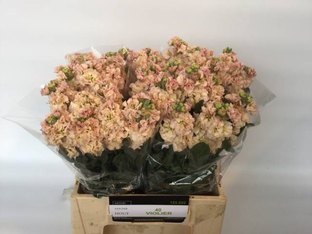 <h4>MATTH IMPALA APRICOT</h4>
