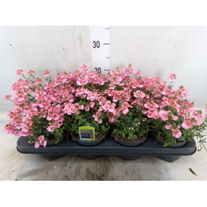 Diascia   ...