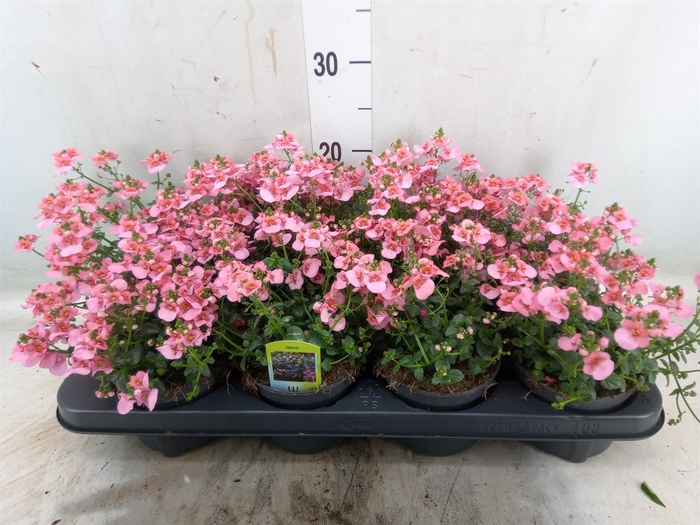 <h4>Diascia   ...</h4>