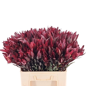 Leucadendron Safari Sunset