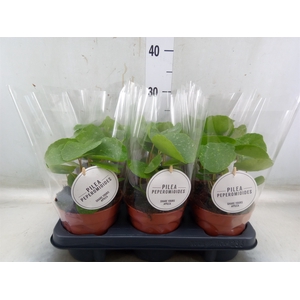 Pilea peperomoides