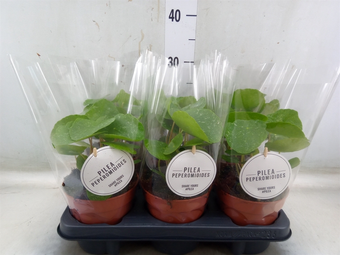 <h4>Pilea peperomoides</h4>