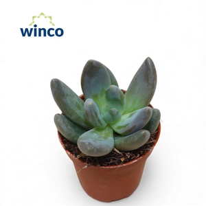 Pachyphytum Tolimanensis Dark Red