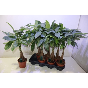 Pachira Aquatica
