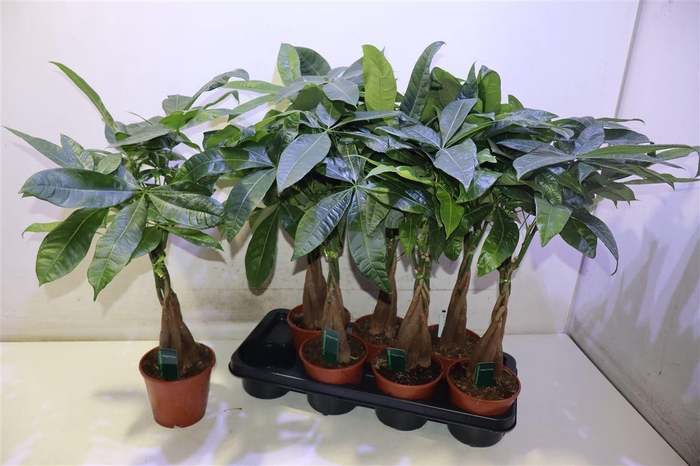<h4>Pachira Aquatica</h4>