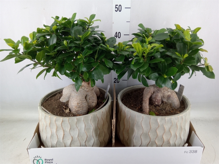 <h4>Ficus microcarpa 'Ginseng'</h4>