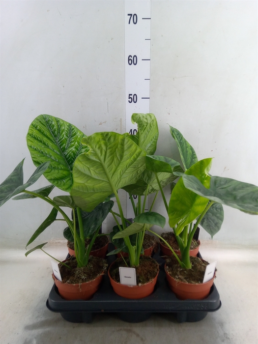 <h4>Alocasia   ...</h4>