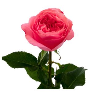 R Gr Candy Xpression Pink 50cm EC