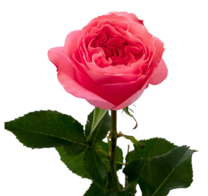 <h4>R Gr Candy Xpression Pink 50cm EC</h4>