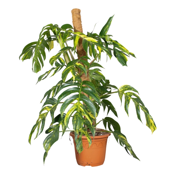 <h4>Epipremnum Pinnatum Cintho Goldfinger Mosstok</h4>