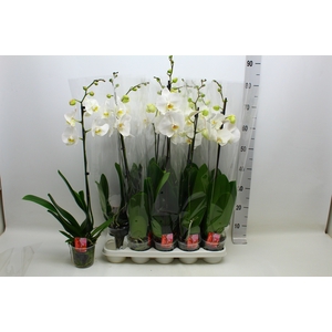 PHAL F DAME BLANCHE