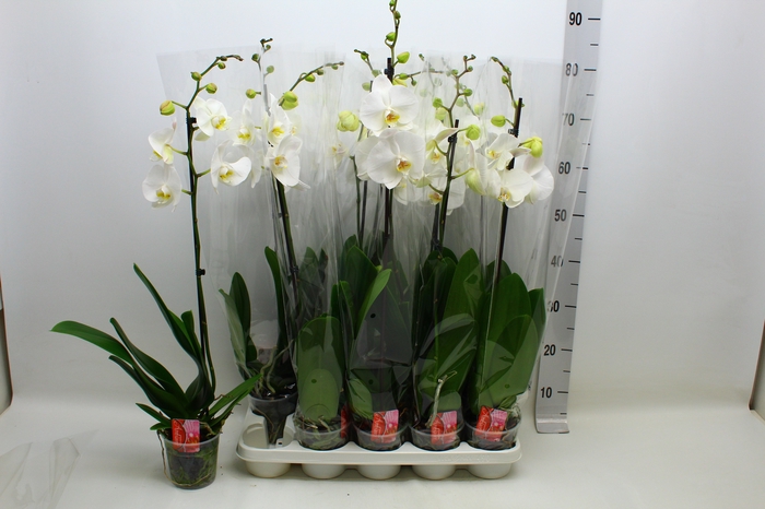 <h4>PHAL F DAME BLANCHE</h4>