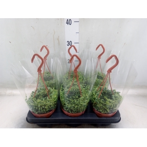 Senecio herreianus