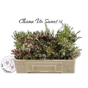 CHAME UN MY SWEET 16