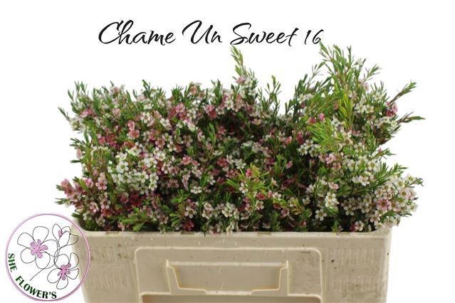 <h4>CHAME UN MY SWEET 16</h4>